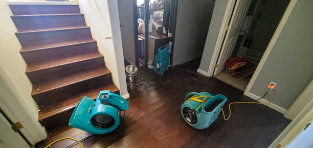 Best Basement water damage restoration  in Darien, GA