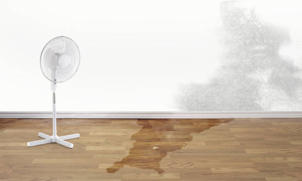 Best Professional water damage repair  in Darien, GA
